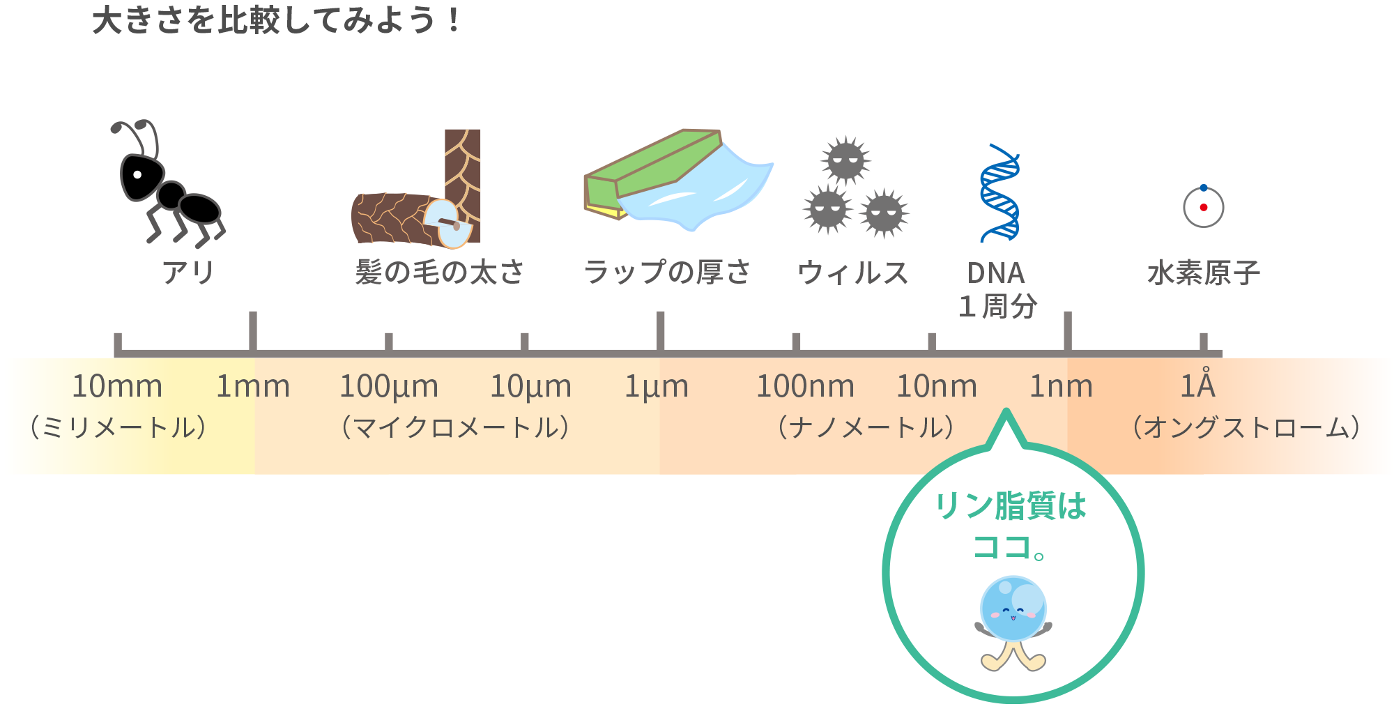 大きさ比較してみよう